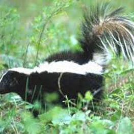 skunk1