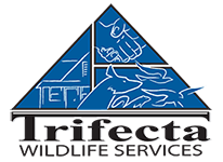 Trifecta Wildlife Services