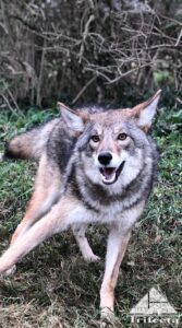 Coyote photographed in Lexington KY