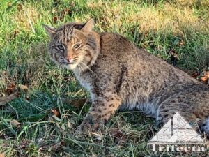 Bobcat photographed in Lexington KY