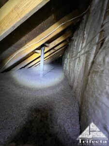 Attic Restored by Trifecta Wildlife