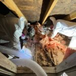 Animal waste and damaged insulation removal