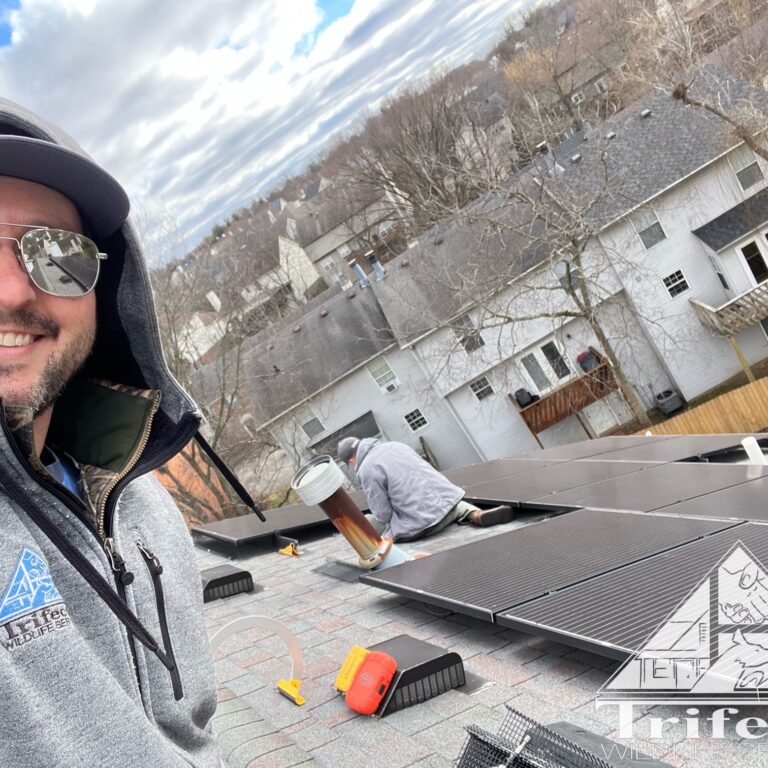 Team Trifecta Animal Proofing a Solar Array in Lexington KY Team Trifecta working on solar panel wildlife exclusion