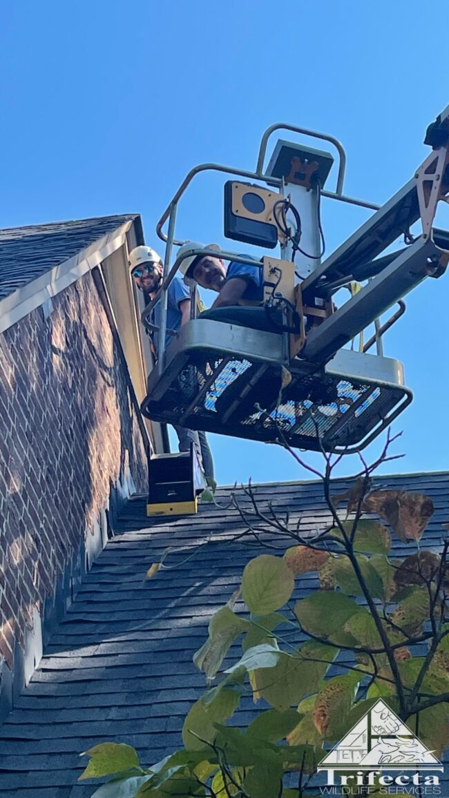 Trifecta Wildlife Team Members Chad and Clay Doing Aerial Lift Work