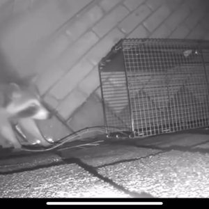 Night camera captures an image of a raccoon exiting a home's soffit