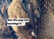 Big Brown Bat female and pup nursing