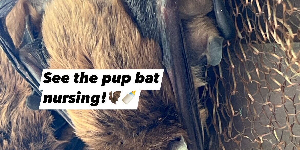 Big Brown Bat female and pup nursing
