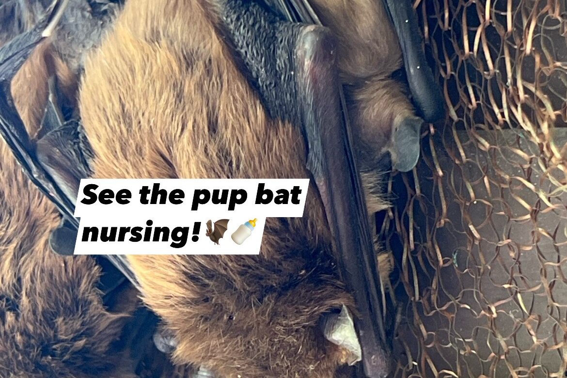 Big Brown Bat female and pup nursing