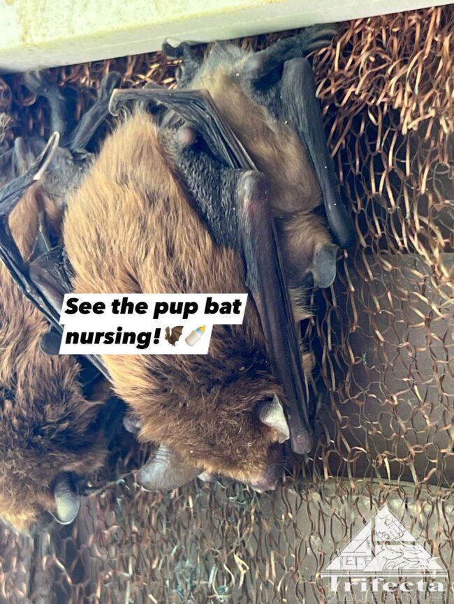 Big Brown Bat and Nursing Pup Lexington KY Big Brown Bat female and pup nursing