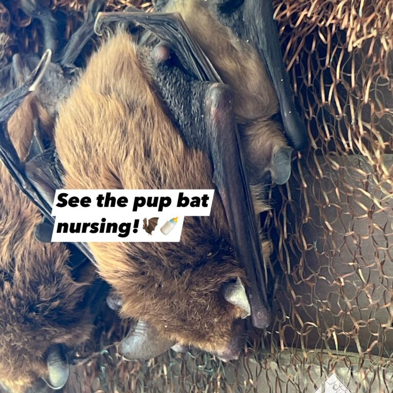 Big Brown Bat and Nursing Pup Lexington KY Big Brown Bat female and pup nursing