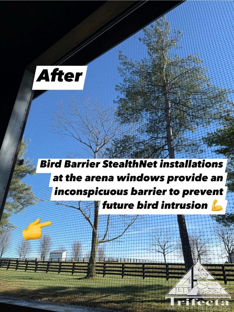 Bird netting installation, StealthNet by Bird Barrier, with the horse arena window open.