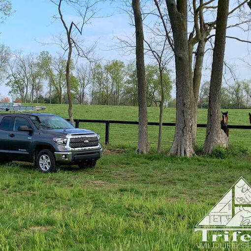Trifecta Wildlife on a Lexington KY horse farm Trifecta Wildlife Services truck parked along some horses on a Lexington KY farm.