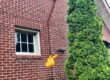 Grey squirrel climbing on the brick of a Lexington KY home