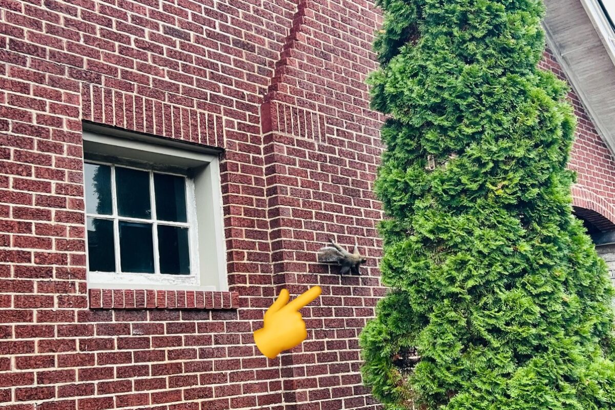Grey squirrel climbing on the brick of a Lexington KY home