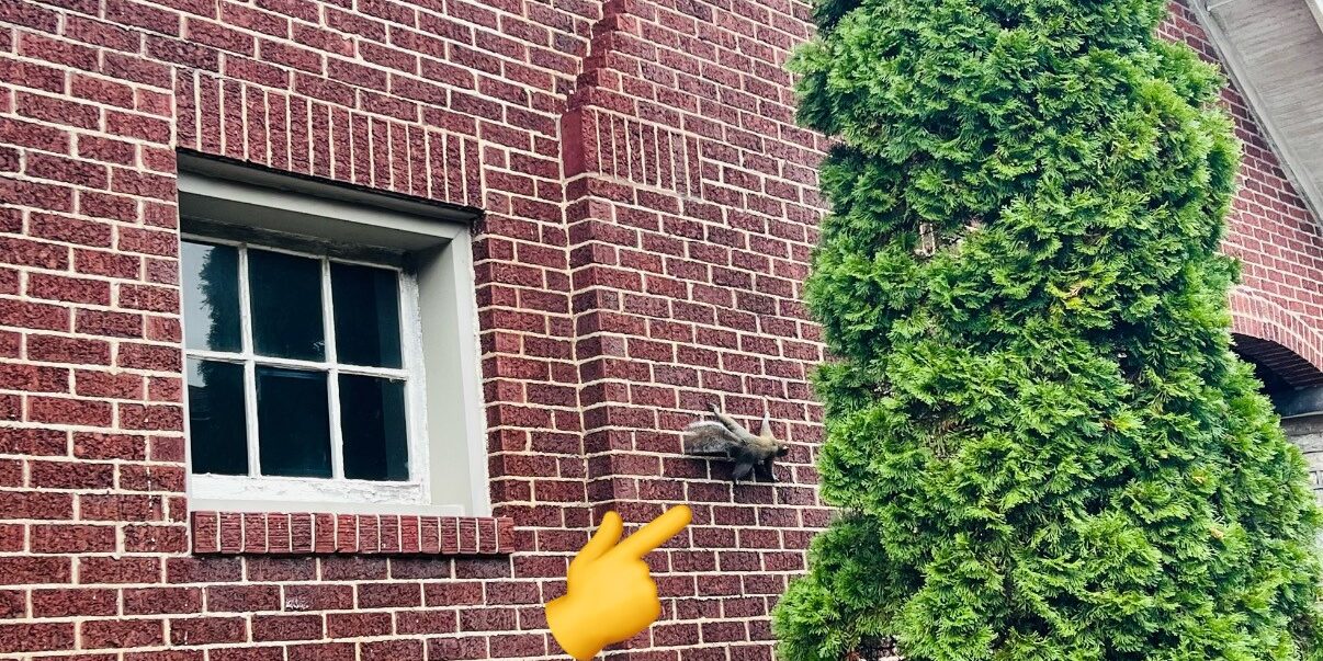 grey squirrel climbing brick Grey squirrel climbing on the brick of a Lexington KY home