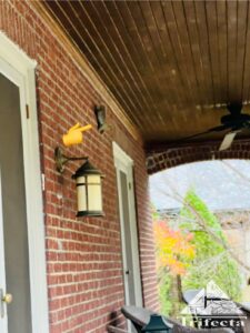 Grey squirrel hanging onto the brick of this home