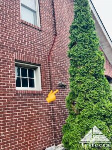 Grey squirrel climbing on the brick of a Lexington KY home