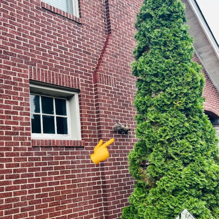 grey squirrel climbing brick Grey squirrel climbing on the brick of a Lexington KY home