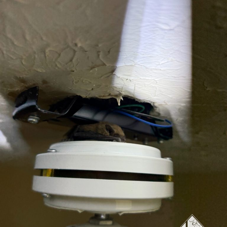Bat on ceiling fan motor