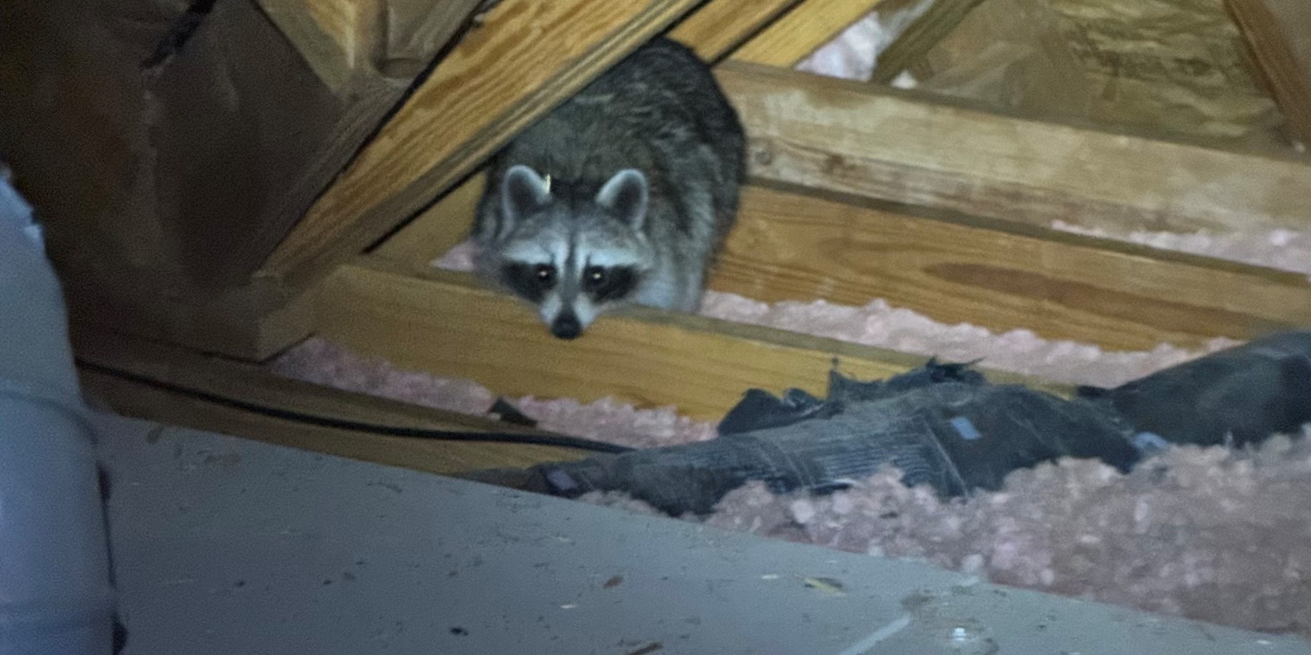 raccoon in attic