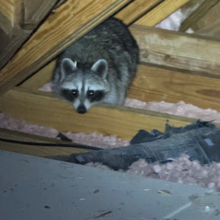 raccoon in attic